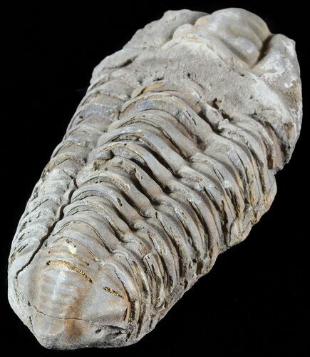 Calymene Trilobite From Morocco #49648